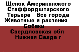 Щенок Американского Стаффордштирского Терьера - Все города Животные и растения » Собаки   . Свердловская обл.,Нижняя Салда г.